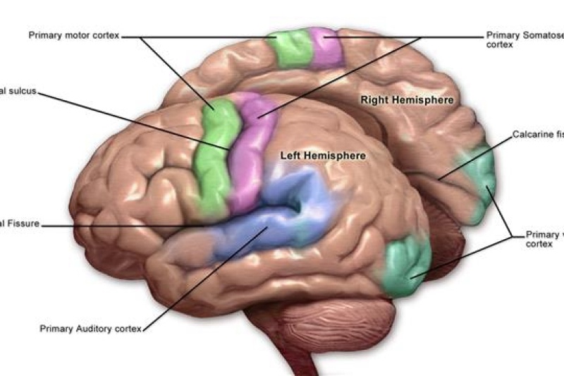 德国科学家获92万欧元研发3D打印人脑电子植入物