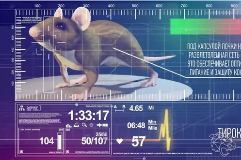 科学家成功3D生物打印功能性的血管化老鼠甲状腺