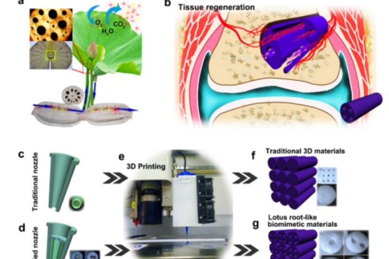上海硅酸盐所制备出3D打印仿生莲藕支架，显著提高大块骨缺损修复能力